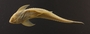 Loricaria gymnogaster lagoichthys 101 mmSL FMNH 42792 ventral